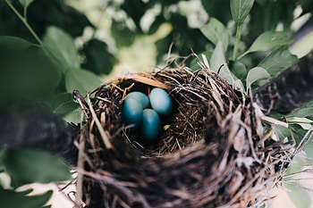 Nature, Eggs, Nest, Thrush HD wallpaper
