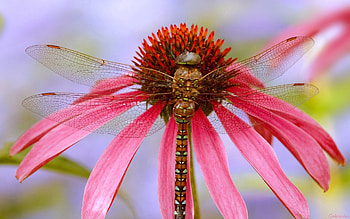 Flower, Plant, Macro, Dragonfly HD wallpaper
