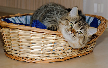 Animals, Cat, To Lie Down, Lie, Playful, Basket HD wallpaper