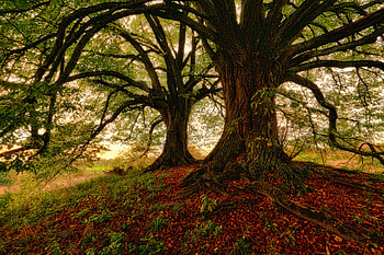 Nature, Grass, Wood, Tree, Foliage, Moss HD wallpaper