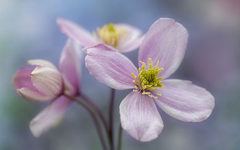 Flower, Plant, Macro, Petals, Bloom, Flowering HD wallpaper