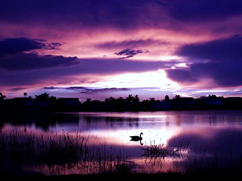 Swan song, swimming, evening light, pastel sky, clouds, trees, swan, calm water HD wallpaper