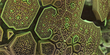 Abstract, Patterns, Form, Fractal, Forms, Weaving, Braiding HD wallpaper