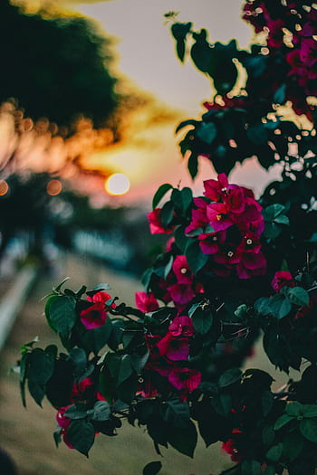 Close-up of pink bougainvillea flowers with a sunset backdrop, showcasing nature's beauty. HD phone wallpaper