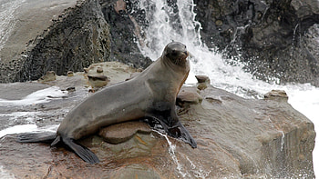 California sea lion, Sea Lions HD wallpaper