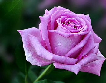 Your color for you, nature, flowers, plants, flora HD wallpaper