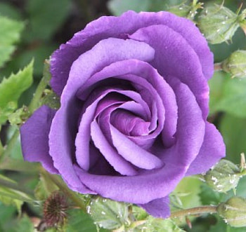 Purple Rose, rose, purple, leaves, layers, petals, green, nature, flowers HD wallpaper
