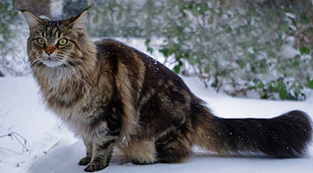Cold Day, winter, cat, nature, snow HD wallpaper