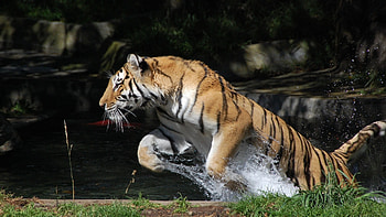 Animals, Tigers HD wallpaper