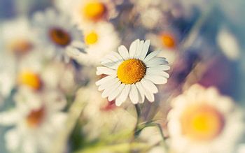Camomile, Flower, Macro, Chamomile HD wallpaper