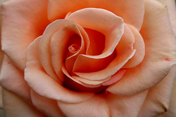 PEACH ROSE, rose, peach, colour, pretty HD wallpaper