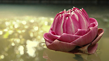 Water, Pink, Macro, Shine, Light, Water Lily HD wallpaper
