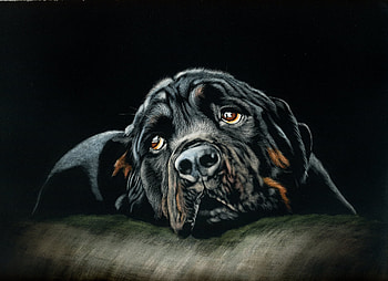 Art, Dog, Rottweiler HD wallpaper