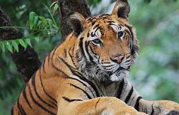 Animals, Muzzle, Predator, Sadness, Sight, Opinion, Tiger, Sorrow HD wallpaper