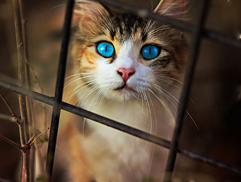 Cat Blue Eyes, cat, animals HD wallpaper