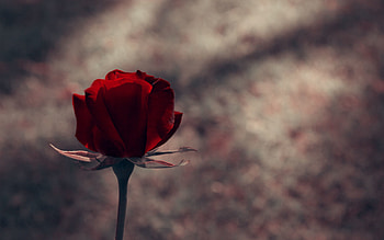 Flowers, Rose Flower, Rose, Bud, Stem, Stalk HD wallpaper