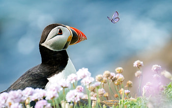 Puffin, animal, butterfly, bird HD wallpaper