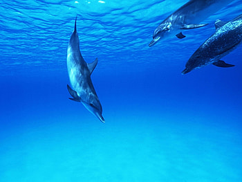 Animals, Dolfins HD wallpaper