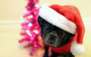 Animals, Dog, Muzzle, Cap HD wallpaper