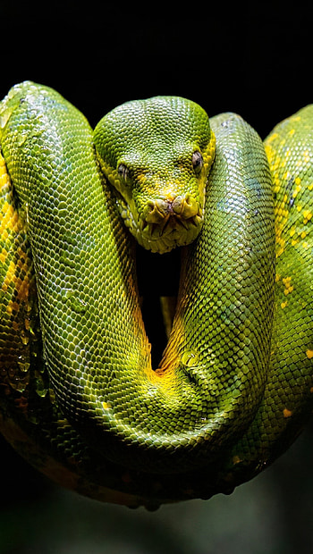 Green python, Green , Ultra , Striking serpent HD phone wallpaper