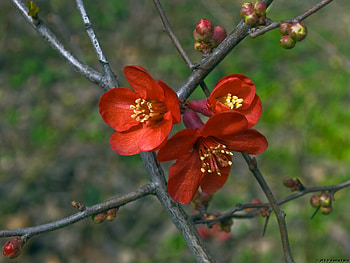Plants, Flowers HD wallpaper