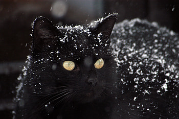 black cat, cat, beautiful, black, snow HD wallpaper