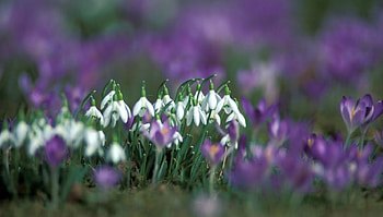 Snowdrops, flower, nature, flowers, spring, Snowdrop HD wallpaper