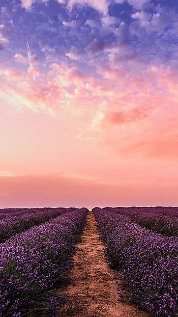 High quality lavender , lavender , Nature's allure, Stunning visuals HD phone wallpaper