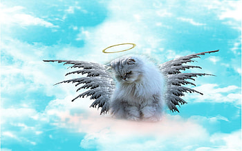 Watch over You, clouds, angel, cat, watching HD wallpaper