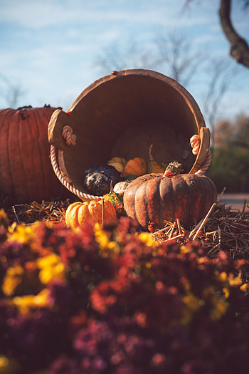 Autumn, Pumpkin, Miscellanea, Miscellaneous, Basket, Harvest, Straw HD phone wallpaper