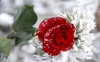 Red Rose, Winter, Snow, Red, Rose HD wallpaper