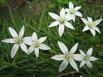 Plants, Flowers HD wallpaper
