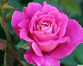 Rose, nature, flowers, roses, beauty HD wallpaper