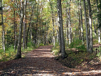 Wallk Along the Trail, trees, trail, shadows, light HD wallpaper