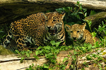 Jaguar And Her Cub, cat, feline, jaguar, cub HD wallpaper
