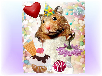 Happy Birtay, birtay, hamster, cake, love HD wallpaper