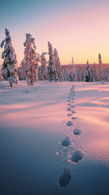 Winter, Winter Snow HD phone wallpaper