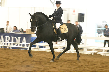 Art, dressage, horses, animals HD wallpaper
