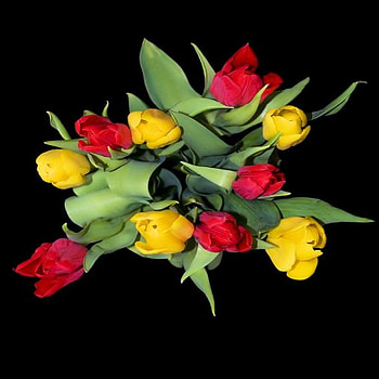 tulips, colorful, spring, flower HD wallpaper