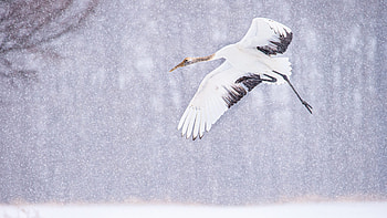 Juvenile crane, , High definition , Bird HD wallpaper