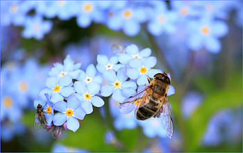 Flowers, Macro, Insect, Bee, Pollination HD wallpaper