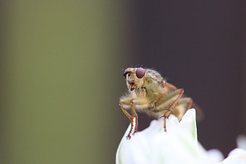 Macro, Insect, Fly HD wallpaper