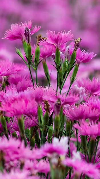 Earth carnation, Nature HD phone wallpaper