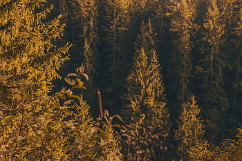 Nature, Trees, Pine, Coniferous, Forest HD wallpaper