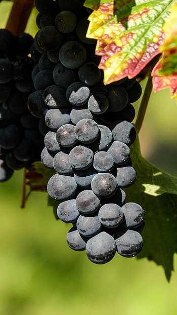 fruit, food HD phone wallpaper