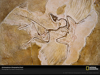 archaeopteryx lithographica, animal, great, awesome, graphy, , dinosaurs, nice, animals, archaeopteryx, amazing, fossil, national geographic, jurassic, dinosaur, other, prehistoric, prehistory, cool, paleontology, reptiles, reptile HD wallpaper