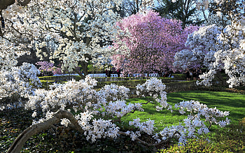 Spring Garden, trees, garden, spring, blossoms HD wallpaper