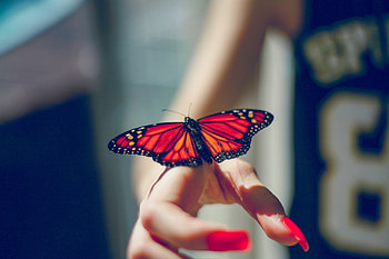 Animals, Hand, Insect, Butterfly HD wallpaper