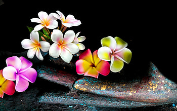 BEAUTY, FLOWERS, NATURE, PLUMERIA HD wallpaper