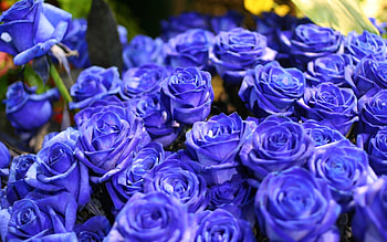 Plants, Flowers, Roses, Bouquets HD wallpaper
